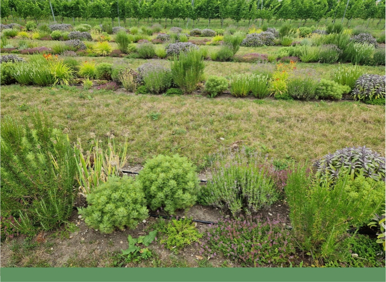 Renaturierung von Flächen